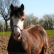 Welsh Cob (sec D) Bøgehøj's Miss Jardore