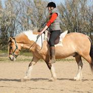 Irish Cob Crossbreed Toftgårds Amigo