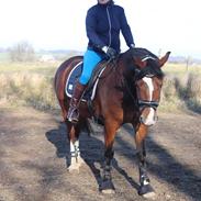 Welsh Cob (sec D) Borchs Aragorn (dnk)