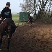 Dansk Varmblod Klosterbjergs denice