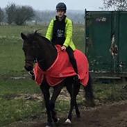 Dansk Varmblod Klosterbjergs denice