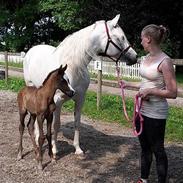 Arabisk fuldblod (OX) Al-Shama El Karmdal