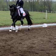 Hollandsk Varmblod Eston