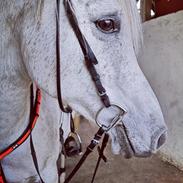 Arabisk fuldblod (OX) Moncered ox