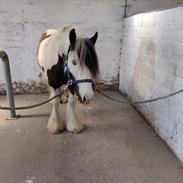 Irish Cob LL. Mølgaards McCoy