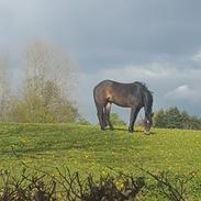 New Forest Joy