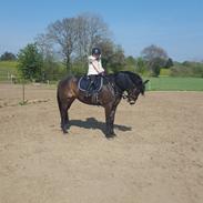 New Forest Joy