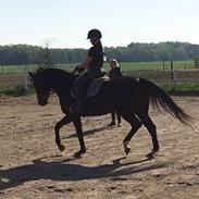 Oldenborg Peterslunds Black Asli