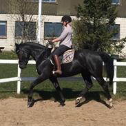 Oldenborg Peterslunds Black Asli