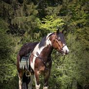 Anden særlig race Sir Louis of Gundelach