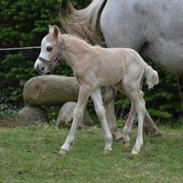 Welsh Mountain (sec A) Noerrelide's santos