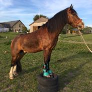 Welsh Pony af Cob-type (sec C) Flynn Rider