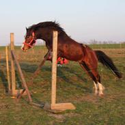 Welsh Pony af Cob-type (sec C) Flynn Rider
