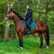 Dansk Varmblod Lance Green J. - Knallert