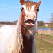Irish Cob Nydal's Spencer