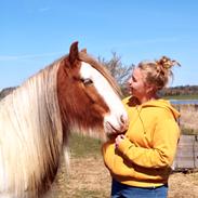 Irish Cob Nydal's Spencer