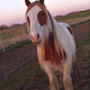 Irish Cob Nydal's Spencer