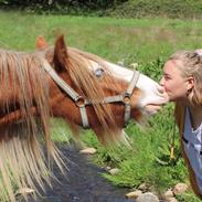 Irish Cob Nydal's Spencer