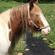 Irish Cob Nydal's Spencer