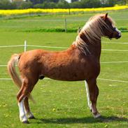 Welsh Mountain (sec A) Fakla Calypso