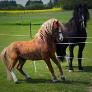 Welsh Mountain (sec A) Fakla Calypso