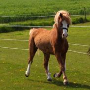 Welsh Mountain (sec A) Fakla Calypso *RIP* 