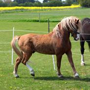 Welsh Mountain (sec A) Fakla Calypso