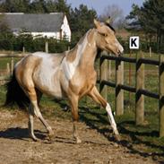 Tennessee Walker | Pride'n'Justice GW