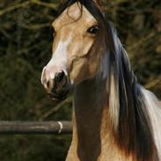Tennessee Walker | Pride'n'Justice GW