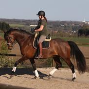 Dansk Varmblod Royal Sunshine