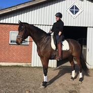Dansk Varmblod Royal Sunshine