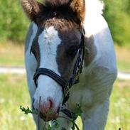 Islænder Frenja fra Sønder Fuglsang
