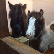 Islænder Frenja fra Sønder Fuglsang