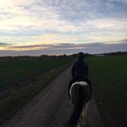 Islænder Frenja fra Sønder Fuglsang