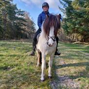 Islænder Frenja fra Sønder Fuglsang