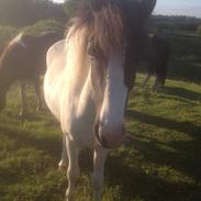 Islænder Frenja fra Sønder Fuglsang