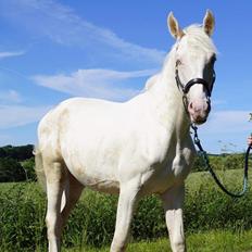 Anden særlig race Dyrekjærs Amazing Damian (solgt)