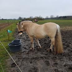 Fjordhest Ph's benjamin R.I.P