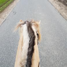 Fjordhest Ph's benjamin R.I.P