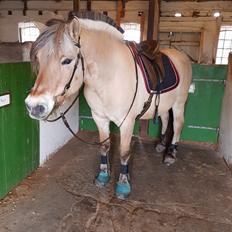 Fjordhest Ph's benjamin R.I.P