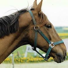 Fuldblod (XX) Flower Vale xx