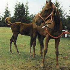 Fuldblod (XX) Flower Vale xx