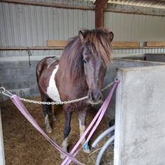 Islænder Ófeigur fra Bakkegården ll