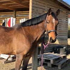 Anden særlig race Helena