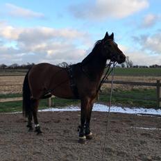 Anden særlig race Helena