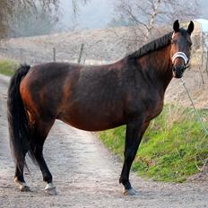 Tysk Oldenburger Simenon Bastbjerg