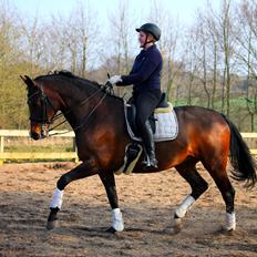 Tysk Oldenburger Sienna Bastbjerg