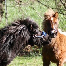 Shetlænder Romeo Elvis