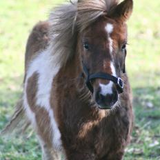 Shetlænder Romeo Elvis