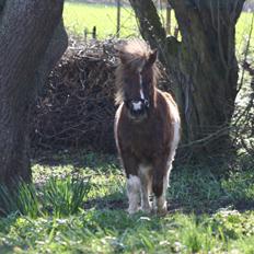 Shetlænder Romeo Elvis